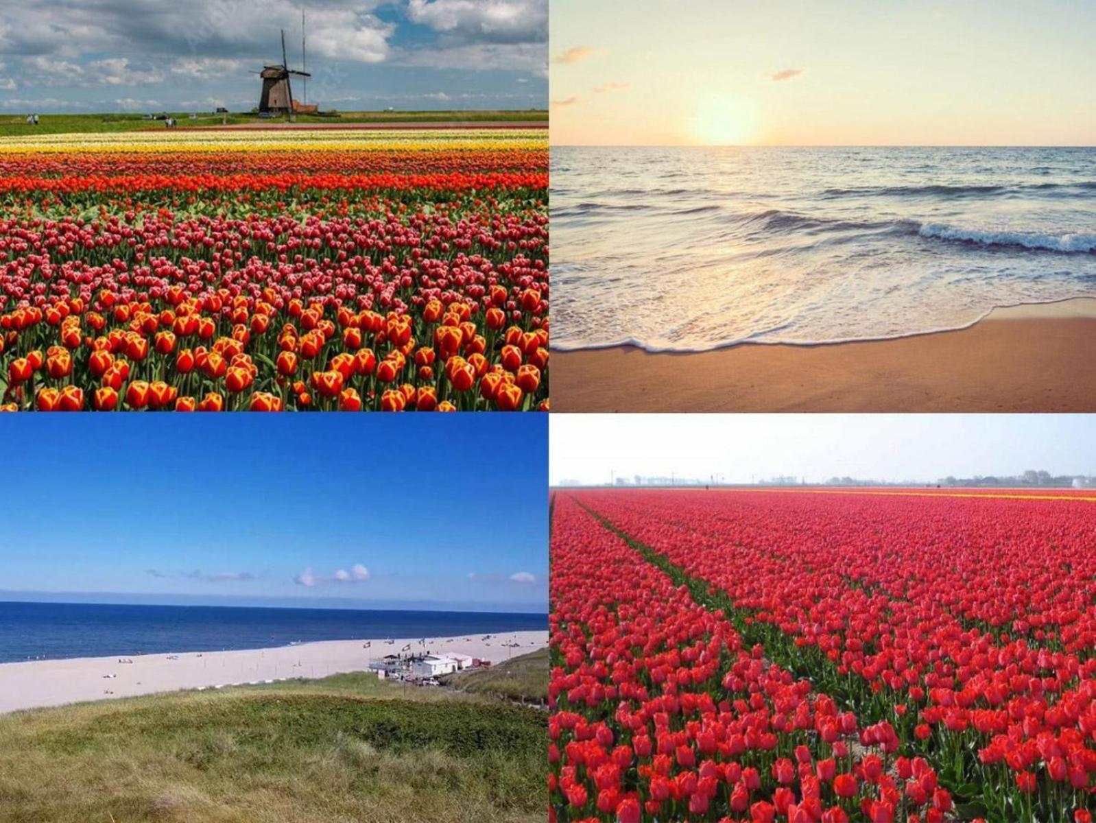 Wijde Blick Callantsoog Dış mekan fotoğraf